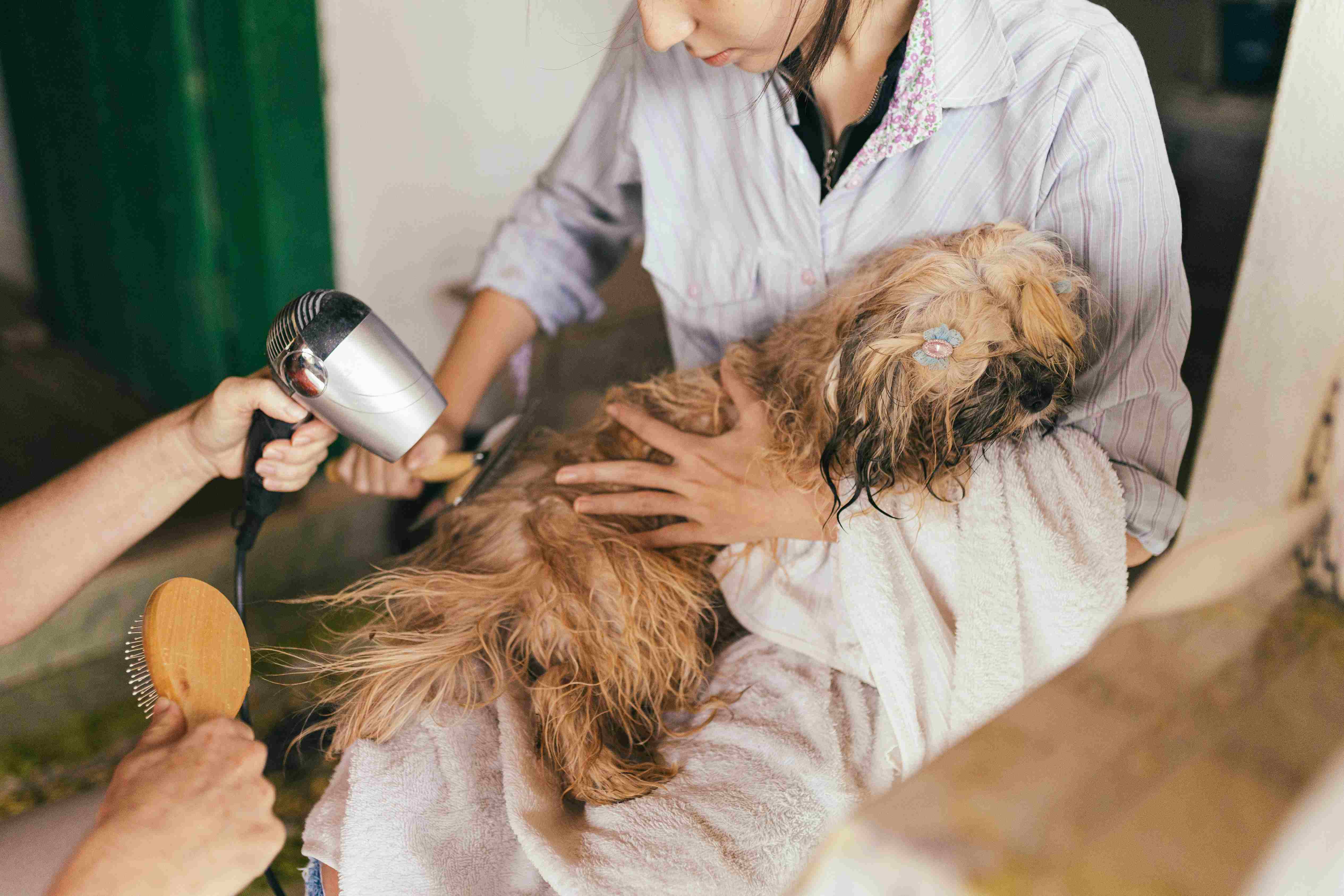 Pet grooming